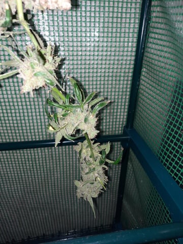 Blackberry kush — harvest, day 138