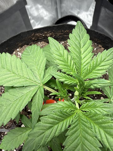 Gorilla Cookies 2nd Try — vegetative, day 29