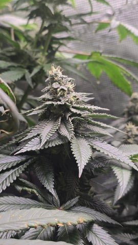 Purple Nasty By Ethos Seeds — flower, day 95