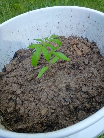 2nd Grow — vegetative, day 41