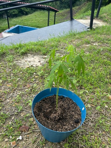 Flora — grow_setup, day 5