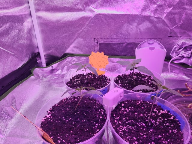Another round of Mephisto Genetics from Schoolyard Crush and Do-si-delirium drops. — seedling_rooting, day 10