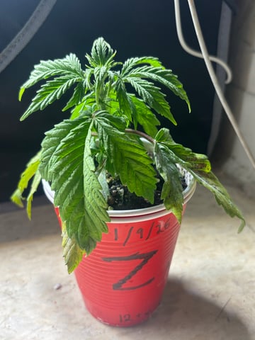 winter 25-26 — vegetative, day 14