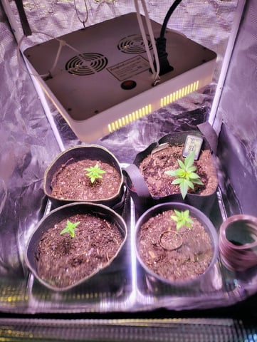 Pcsmoker99  — vegetative, day 18