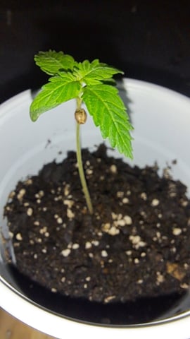 B2 — seedling_rooting, day 8