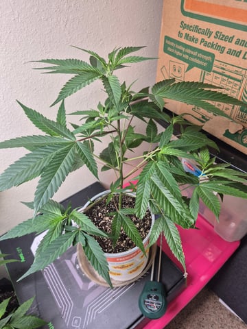 Clone of the clone of the Skunk burger 😁 — vegetative, day 26