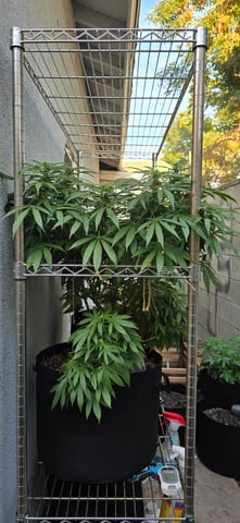 Mystery Weed Plant — flower, day 123