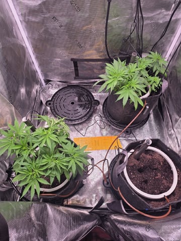 Blue Dream Feminized 