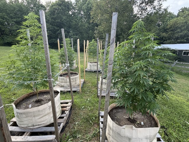 2026 Grow — vegetative, day 47
