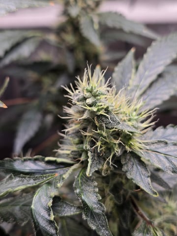 Glookies by Barneys Farm — flower, day 90