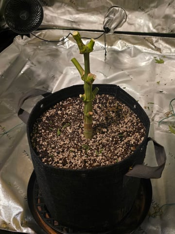 First grow — harvest, day 127