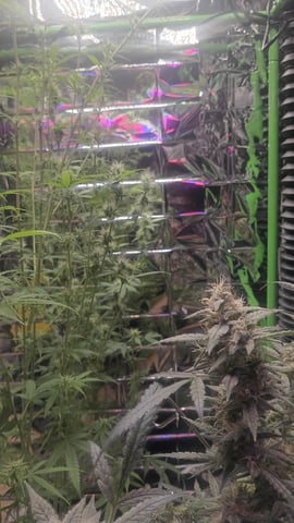 Gelato & Amnesia  — flower, day 68