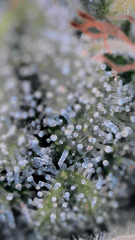 Starfighter/Ohio Guptilla Hybrid — flower, day 22