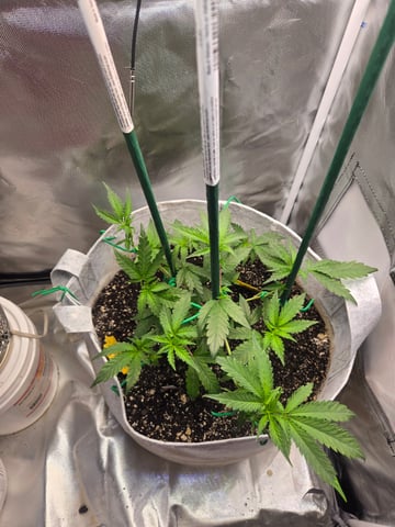 Looking for advice! — vegetative, day 30