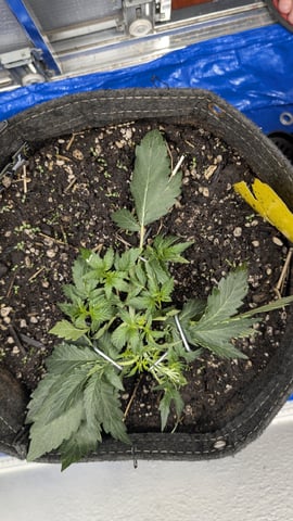 mephisto winter 2026 — vegetative, day 22