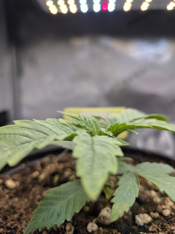 Granny Candy and PLCG — grow_setup, day 20