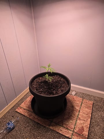 blue nerdz — vegetative, day 10