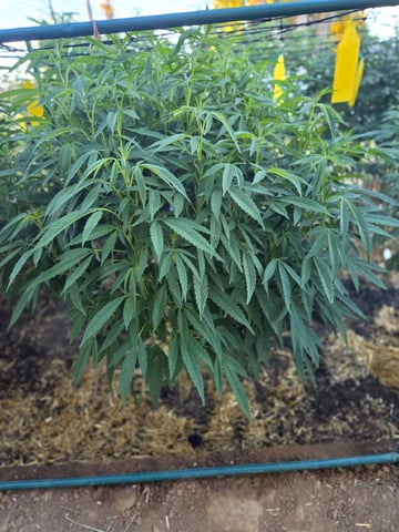 Sour Headies/OGBX1 — flower, day 101