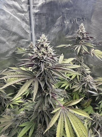 Oreo_BMG#2 — flower, day 18