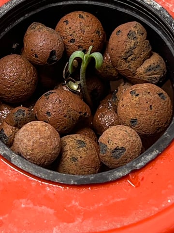 The First One — seedling_rooting, day 4