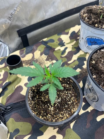Humboldt, Hella Jelly. Jelly Donut  — grow_setup, day 1