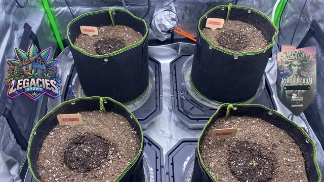 poison envy  — seedling_rooting, day 1