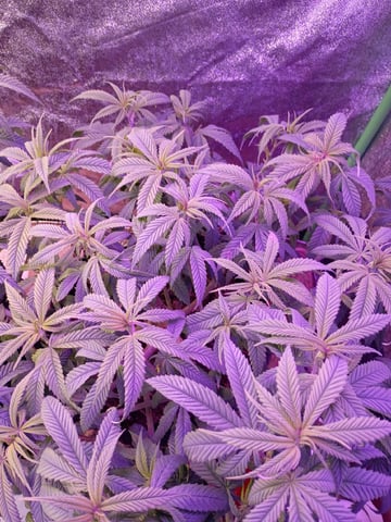 Purple Plum Perfect 💜 & 2 Grape Runtz 🍇 Mainlining garden.  — vegetative, day 110