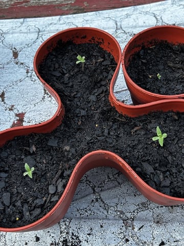 2026 Outdoor — germination, day 1