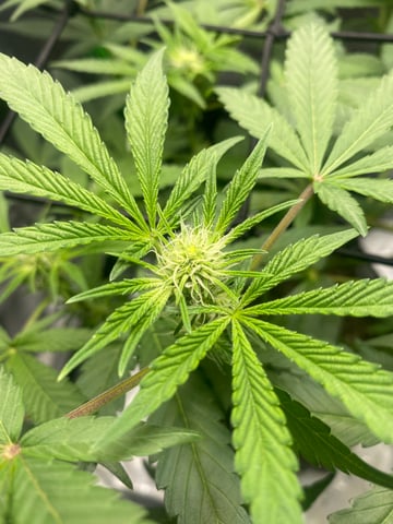 Tuscan Gelato — flower, day 1