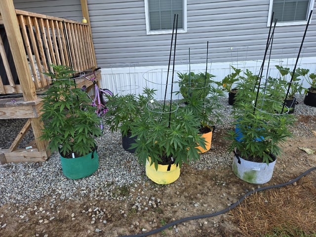 Outdoors L.S.D and Cinderalla 99 