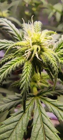 Grape Gasoline — flower, day 2