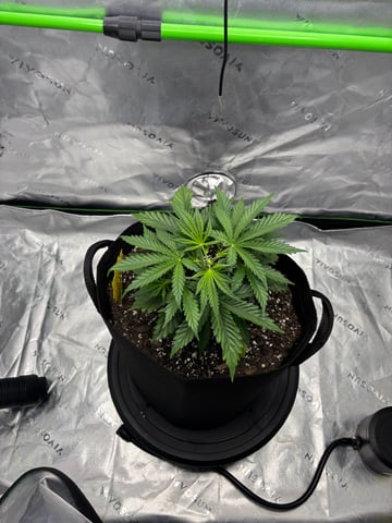 Fall 2025 Grow — vegetative, day 25