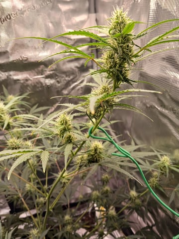 black gorilla feminized  — flower, day 28