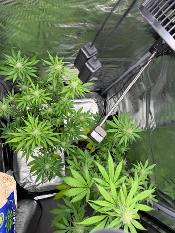  Trying to go big — flower, day 102