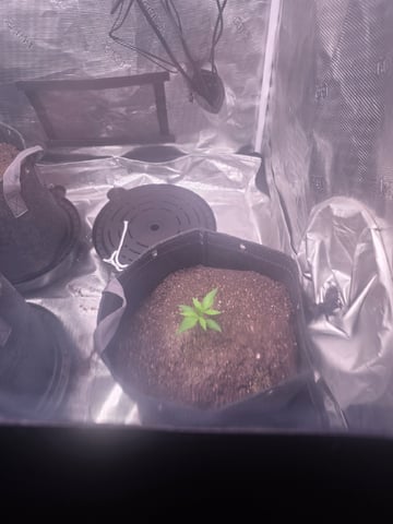 Blue Dream Feminized  — vegetative, day 26