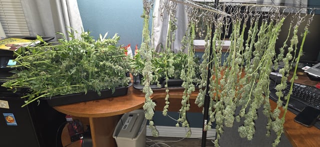 Ace Killer OG — harvest, day 89