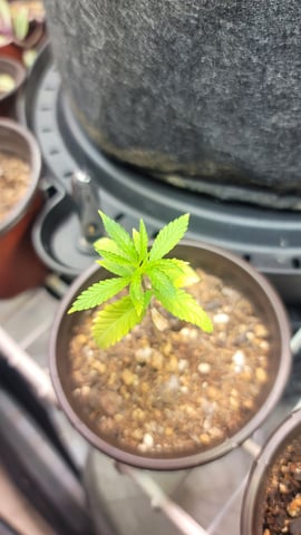 Poison Rainbows — seedling_rooting, day 34