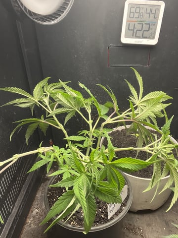  strawberry cough  — vegetative, day 47