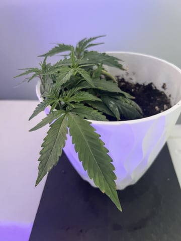 Banjo Clones — vegetative, day 65