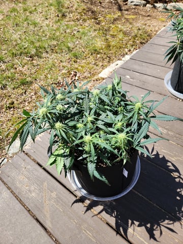 Autoflower grow. my first grow  — flower, day 46