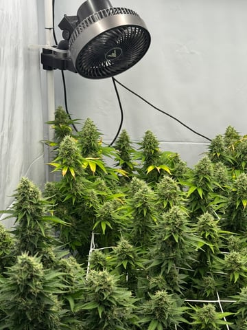 Permanent Marker, Gary Payton — flower, day 48