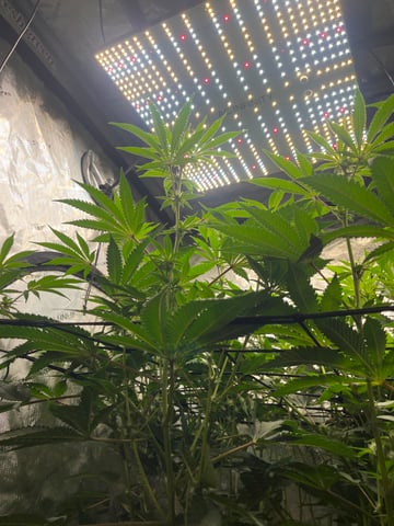 Hollywood — flower, day 38