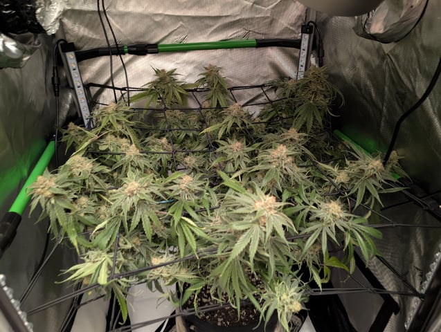 Cinderella 99 -C99 — harvest, day 108
