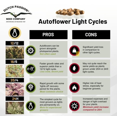 Dos Si Dos. Indica — vegetative, day 22