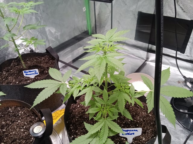 Blackberry Moonrocks Auto & Purple Tropicana Cookies Auto — vegetative, day 1