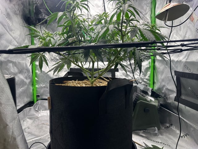 Pine (Auto) 2025 - 0 — flower, day 47