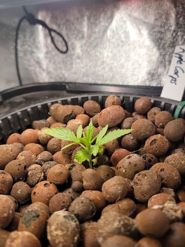 My First Grow — seedling_rooting, day 20