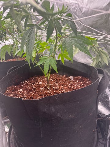 Second Indoor (all Clones) — vegetative, day 23