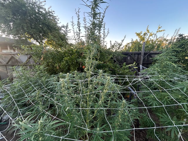 2025 harvest  — flower, day 16