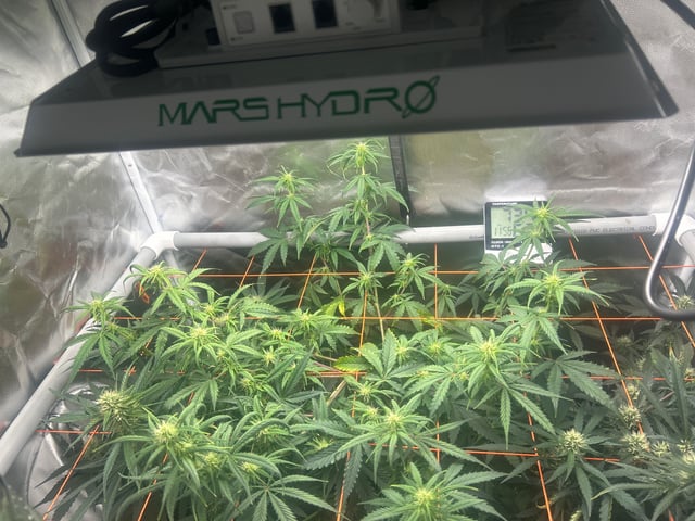 3 autos — flower, day 52